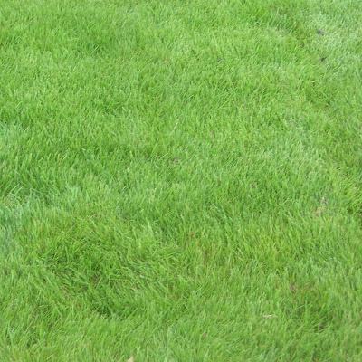 Greg Norman Zoysia